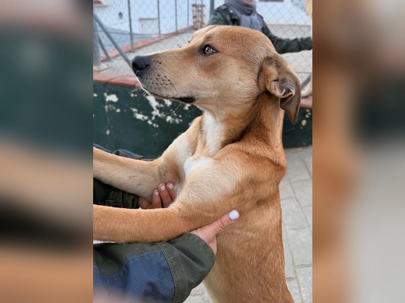 Azor wird dein Herz im Sturm erobern