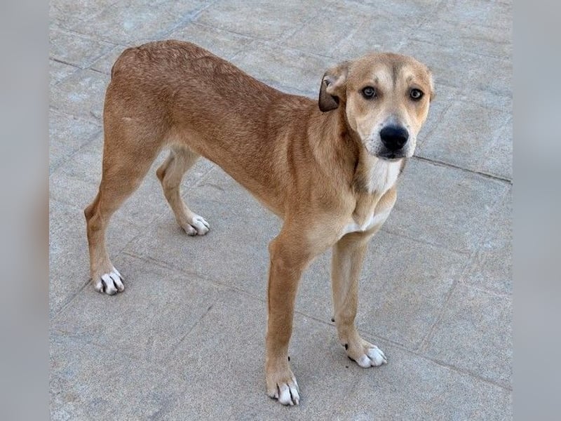 Azor wird dein Herz im Sturm erobern