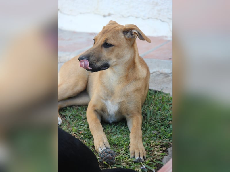 DELLA träumt vom eigenen Körbchen