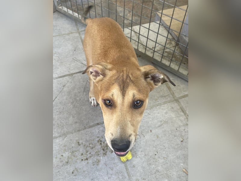 Azor wird dein Herz im Sturm erobern