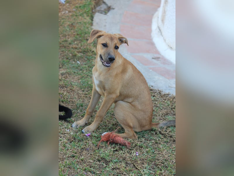 DELLA träumt vom eigenen Körbchen