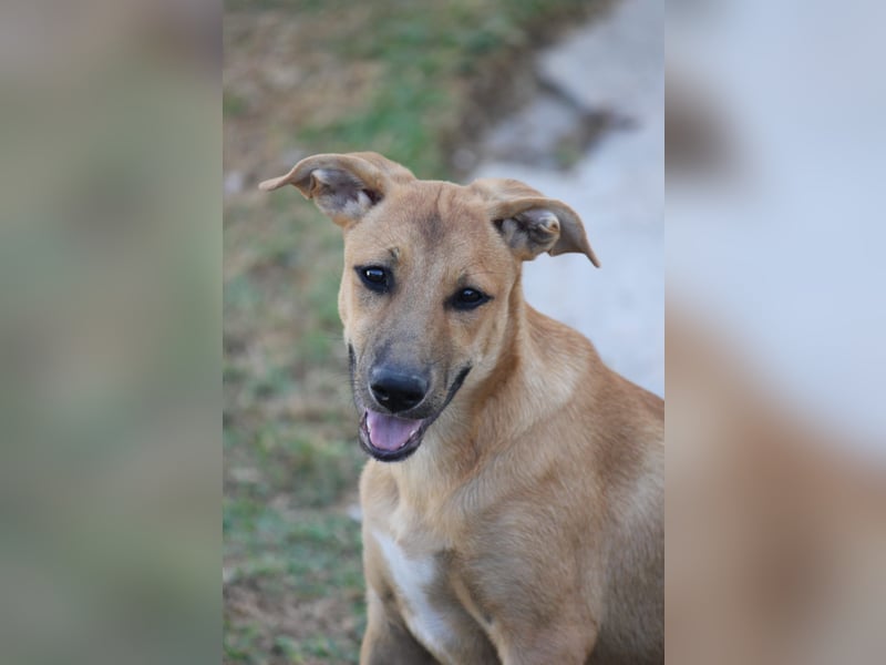 DELLA träumt vom eigenen Körbchen