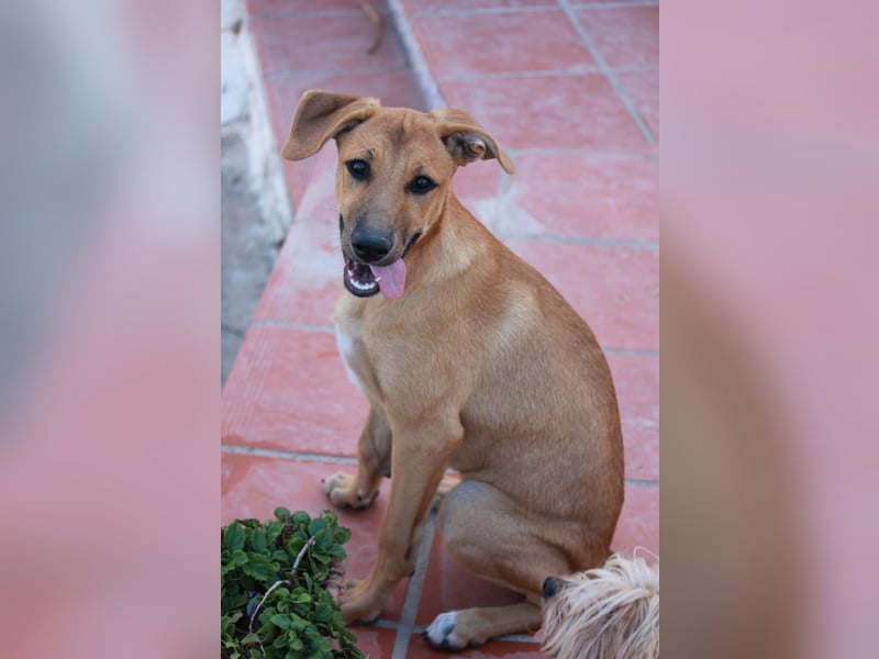 DELLA träumt vom eigenen Körbchen