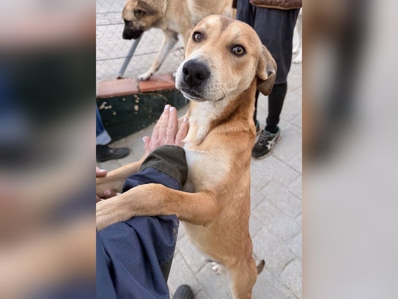 Azor wird dein Herz im Sturm erobern