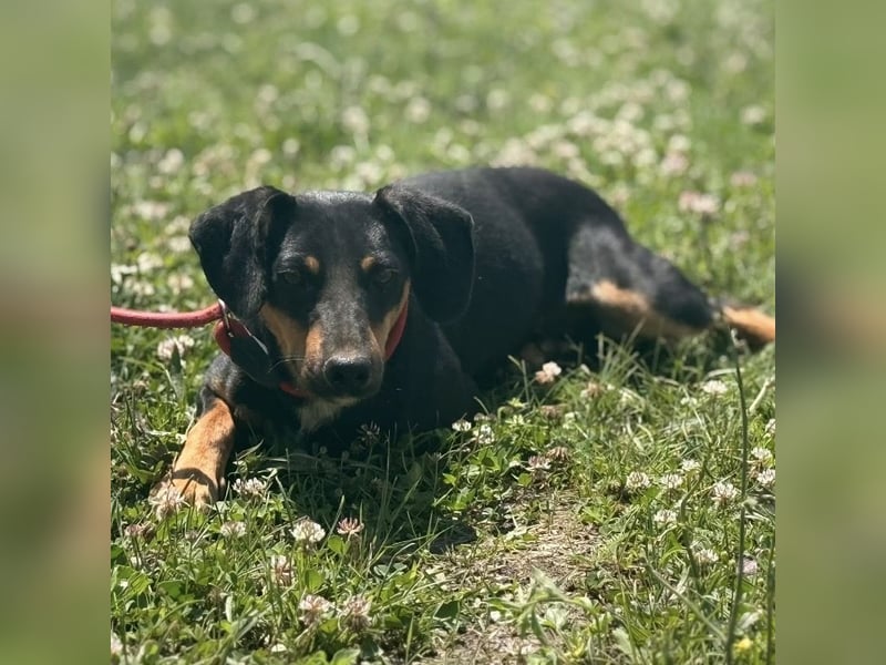 Norman, ein sanfter zarter Schatz