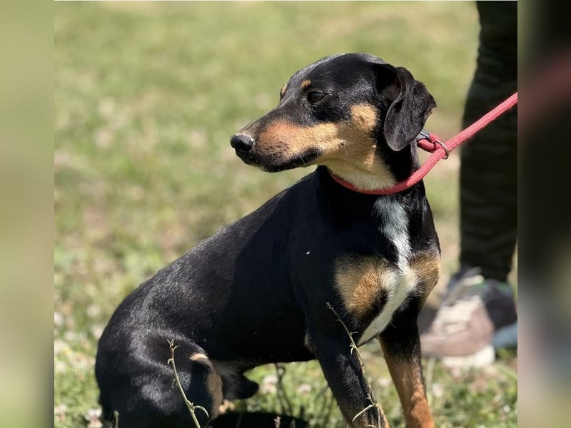 Norman, ein sanfter zarter Schatz