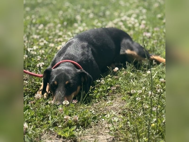 Norman, ein sanfter zarter Schatz