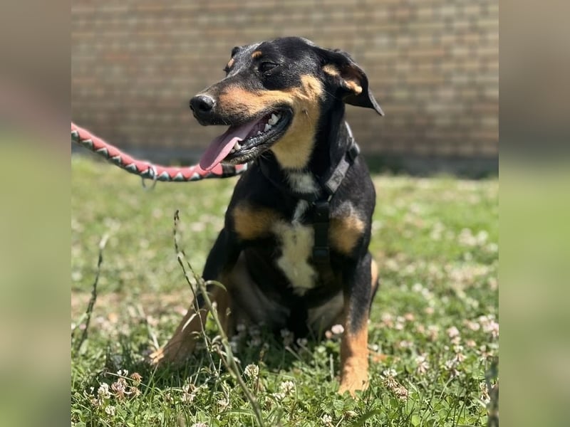 Norman, ein sanfter zarter Schatz
