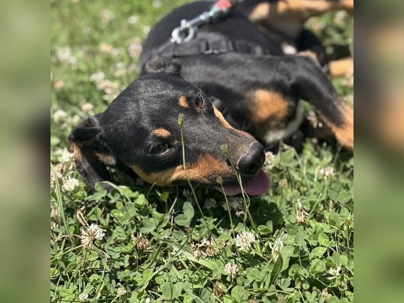 Norman, ein sanfter zarter Schatz