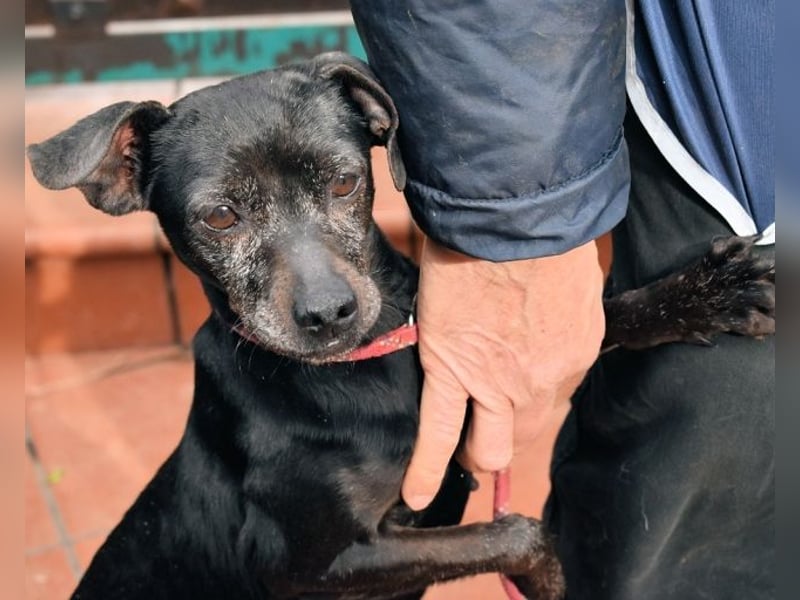 Ivonelle - Wenn Jahre dreifach zählen