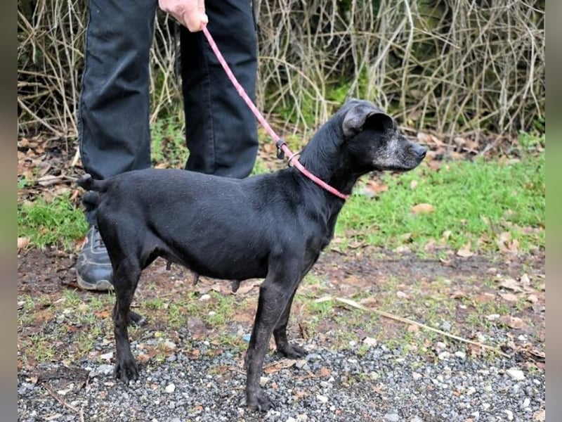 Ivonelle - Wenn Jahre dreifach zählen