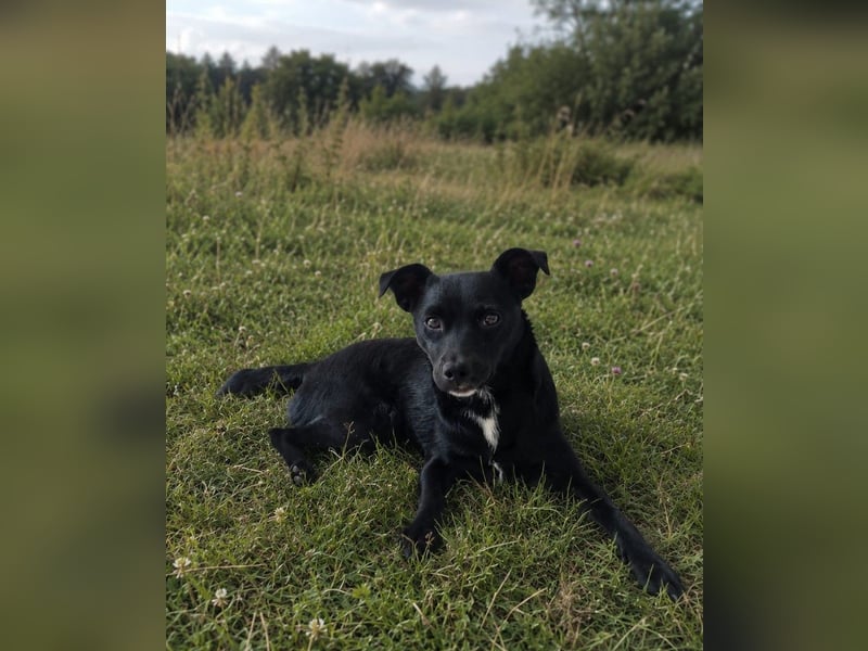 Noel - entzückendes Pinscher-Mix-Mädchen Pflegestelle 46240 Bottrop