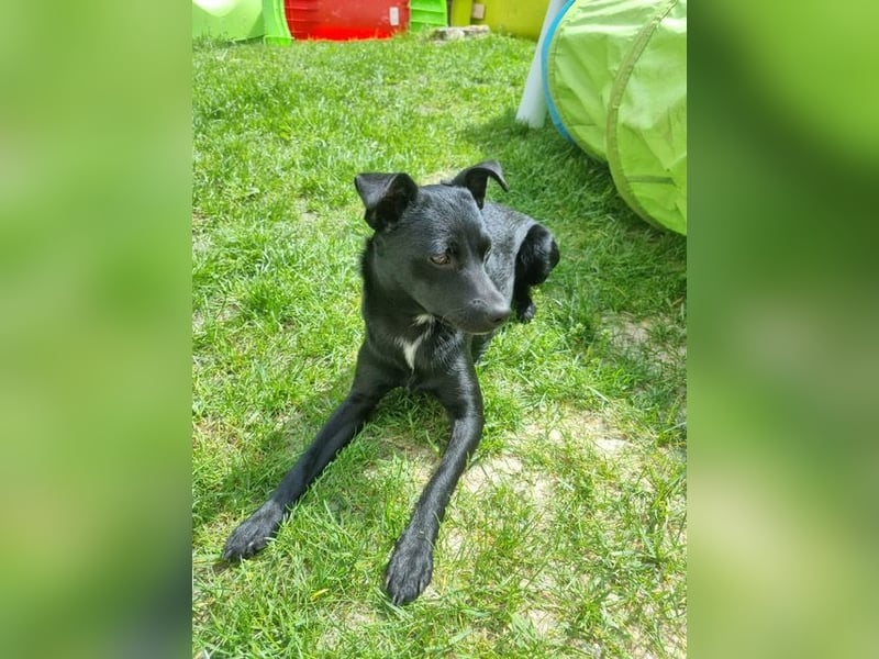 Noel - entzückendes Pinscher-Mix-Mädchen Pflegestelle 46240 Bottrop