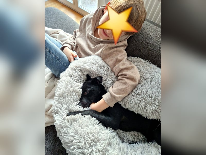 Noel - entzückendes Pinscher-Mix-Mädchen sucht ein FÜr-Immer-Zuhause