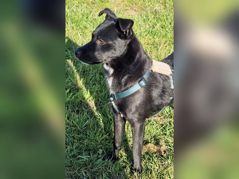 Noel - entzückendes Pinscher-Mix-Mädchen sucht ein FÜr-Immer-Zuhause