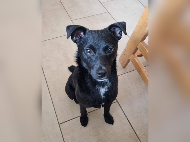 Noel - entzückendes Pinscher-Mix-Mädchen sucht ein FÜr-Immer-Zuhause