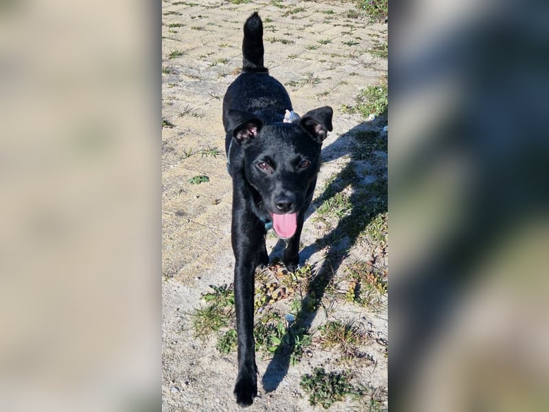 Noel - entzückendes Pinscher-Mix-Mädchen sucht ein FÜr-Immer-Zuhause