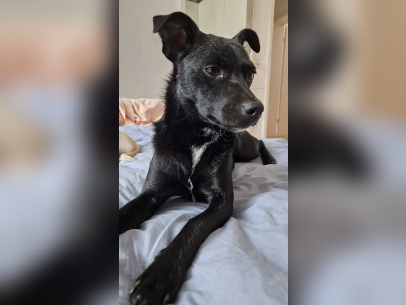 Noel - entzückendes Pinscher-Mix-Mädchen sucht ein FÜr-Immer-Zuhause