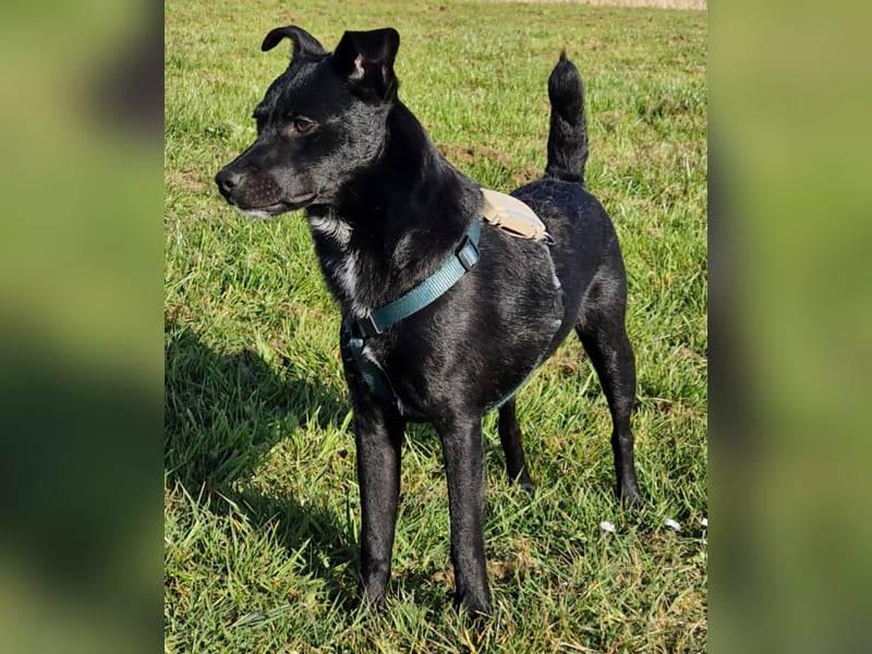Noel - entzückendes Pinscher-Mix-Mädchen sucht ein FÜr-Immer-Zuhause