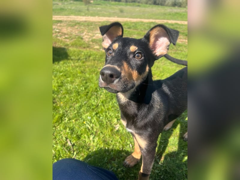 Fosquito, ein katzenverträglicher Gute Laune Hund