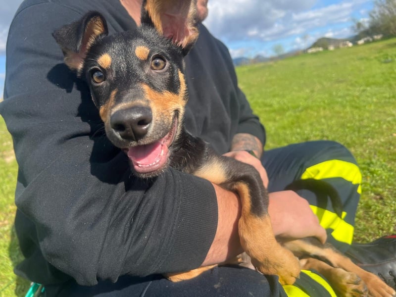 Fosquito, ein katzenverträglicher Gute Laune Hund