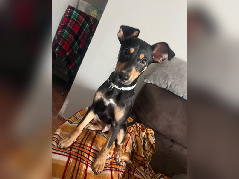 Fosquito, ein katzenverträglicher Gute Laune Hund