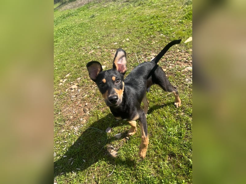 Fosquito, ein katzenverträglicher Gute Laune Hund