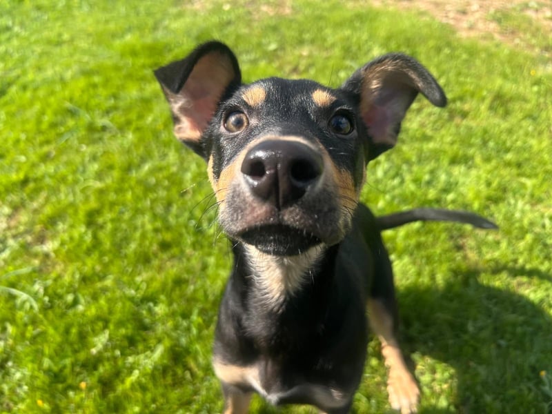Fosquito, ein katzenverträglicher Gute Laune Hund