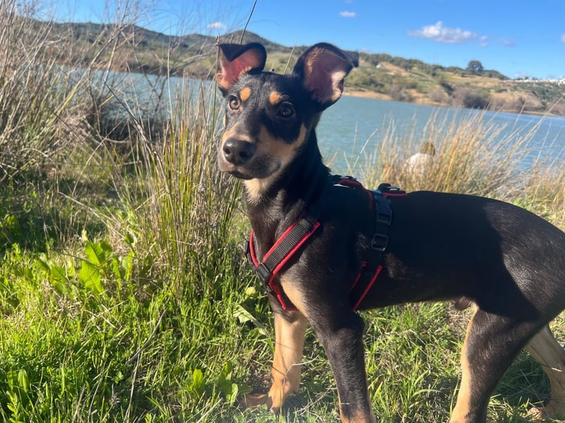 Fosquito, ein katzenverträglicher Gute Laune Hund