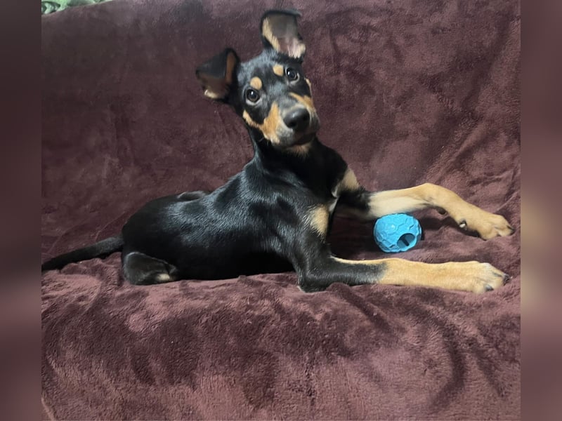 Fosquito, ein katzenverträglicher Gute Laune Hund