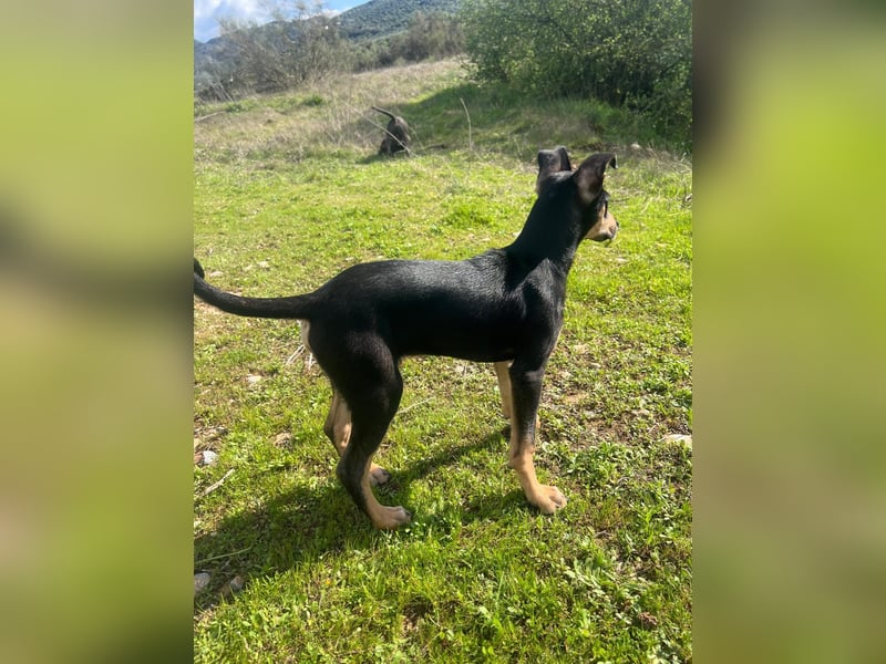 Fosquito, ein katzenverträglicher Gute Laune Hund