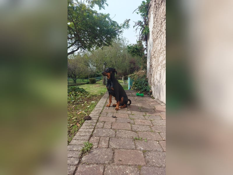 Deutscher Pinscher sucht seine erste Liebe!