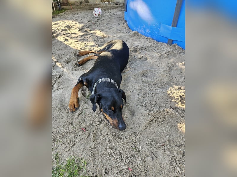 Deutscher Pinscher sucht seine erste Liebe!