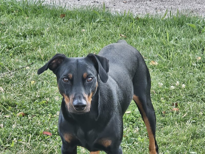 Deutscher Pinscher sucht seine erste Liebe!