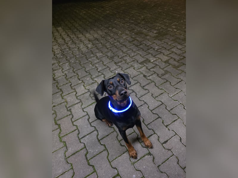 Deutscher Pinscher sucht seine erste Liebe!
