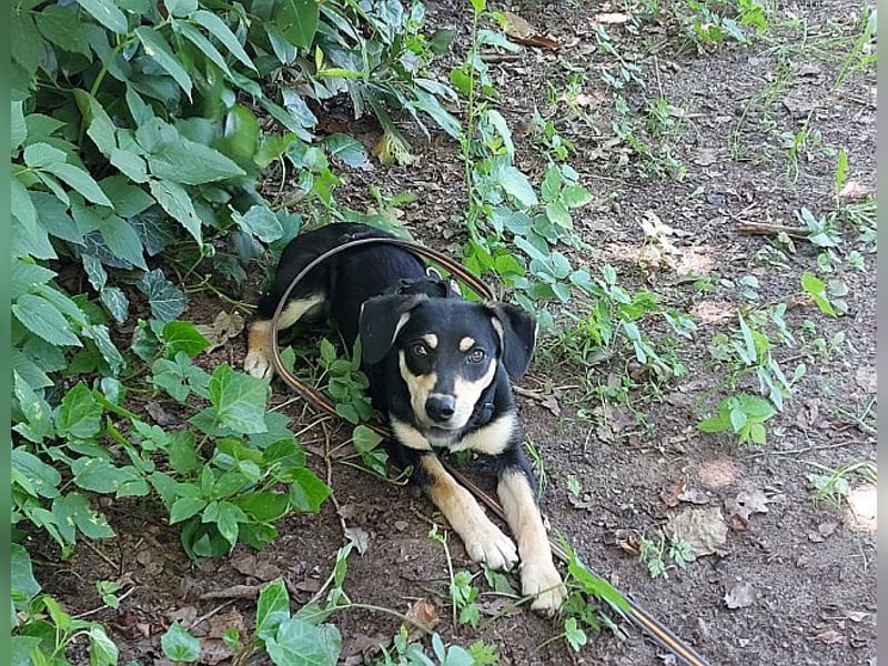 süße Pinscher-Mix Welpen Hündin "Dara" sucht ein Zuhause