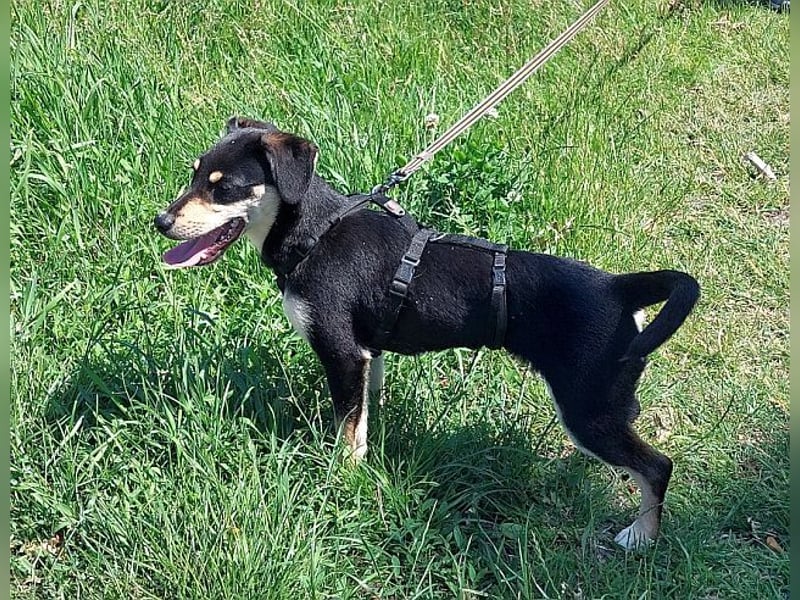 süße Pinscher-Mix Welpen Hündin "Dara" sucht ein Zuhause