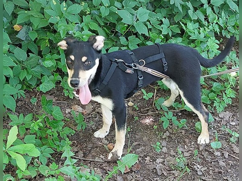 süße Pinscher-Mix Welpen Hündin "Dara" sucht ein Zuhause
