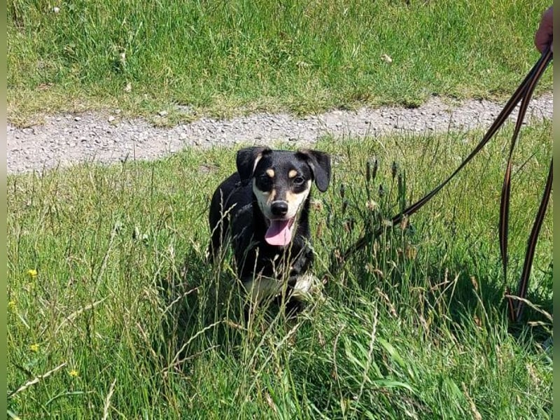 süße Pinscher-Mix Welpen Hündin "Dara" sucht ein Zuhause