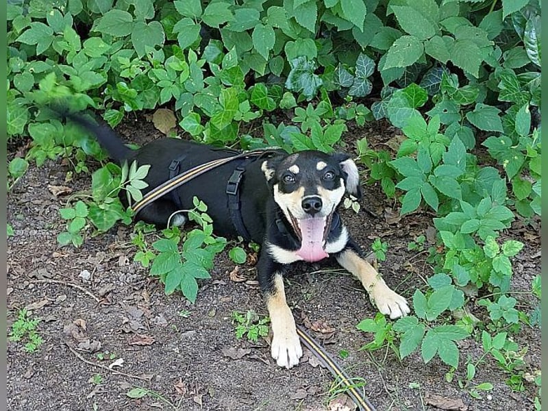 süße Pinscher-Mix Welpen Hündin "Dara" sucht ein Zuhause
