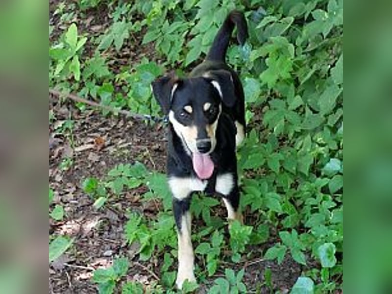 süße Pinscher-Mix Welpen Hündin "Dara" sucht ein Zuhause