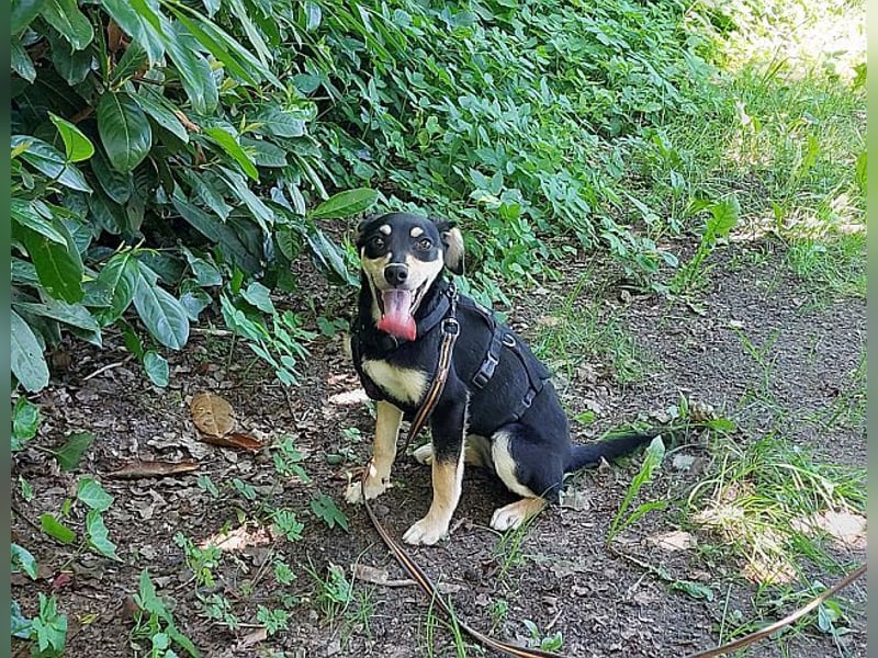 süße Pinscher-Mix Welpen Hündin "Dara" sucht ein Zuhause