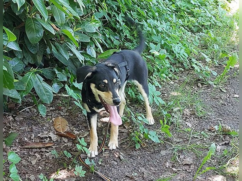süße Pinscher-Mix Welpen Hündin "Dara" sucht ein Zuhause