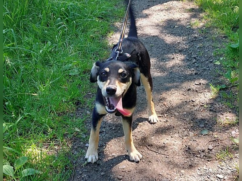 süße Pinscher-Mix Welpen Hündin "Dara" sucht ein Zuhause