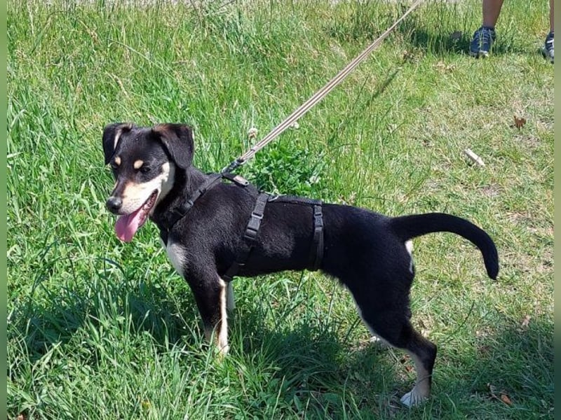 süße Pinscher-Mix Welpen Hündin "Dara" sucht ein Zuhause