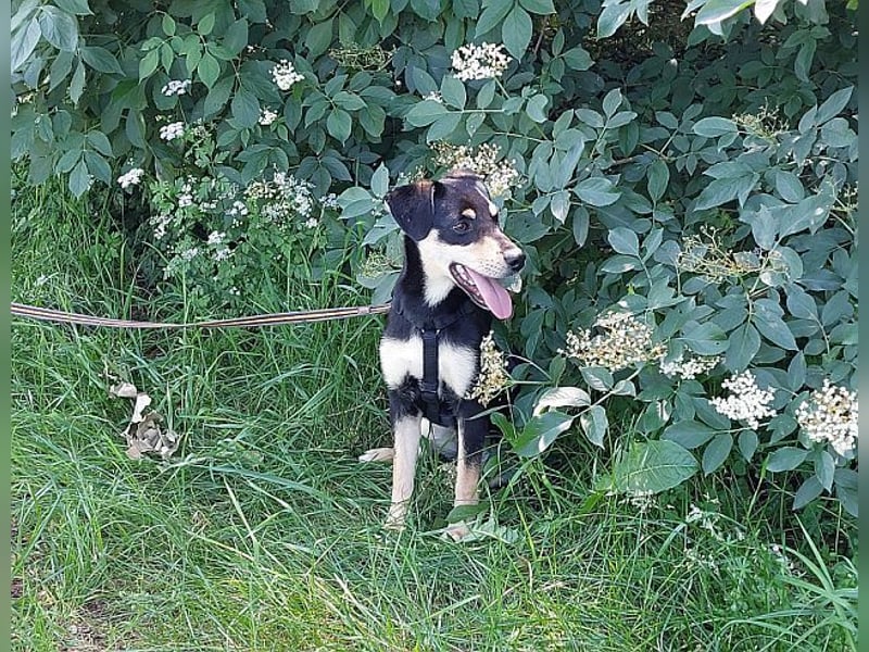 süße Pinscher-Mix Welpen Hündin "Dara" sucht ein Zuhause