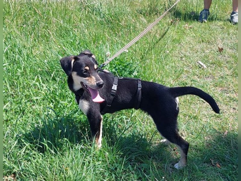 süße Pinscher-Mix Welpen Hündin "Dara" sucht ein Zuhause