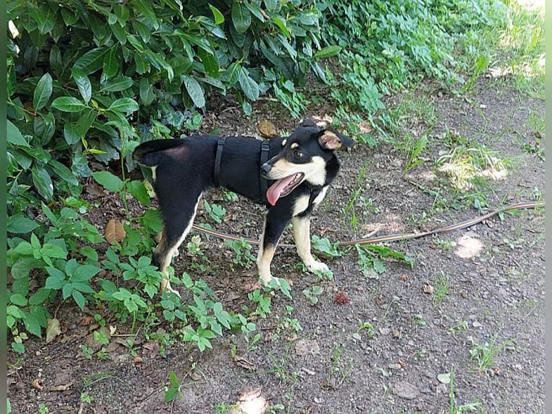 süße Pinscher-Mix Welpen Hündin "Dara" sucht ein Zuhause