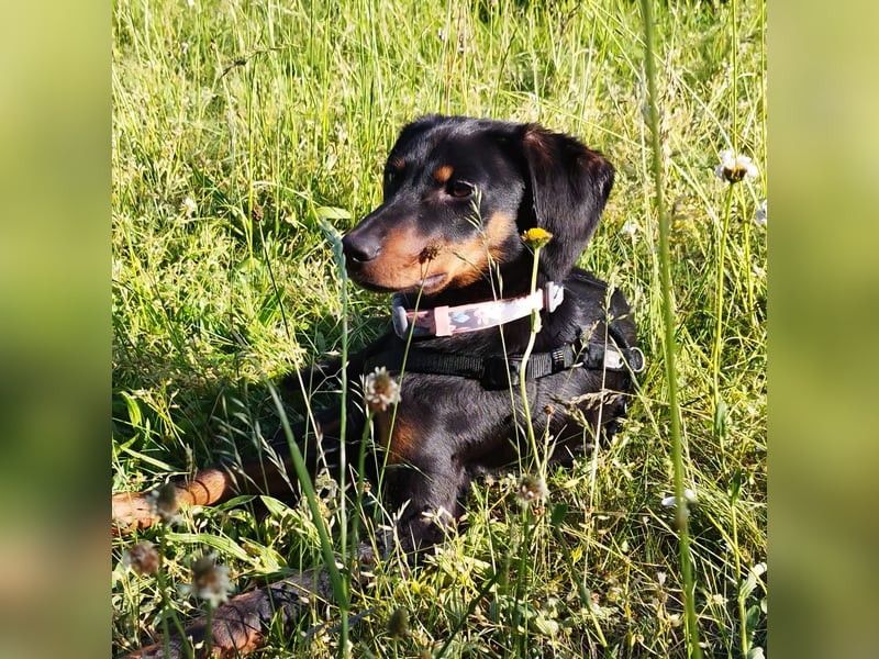 Eleni, Deutscher Pinscher, jung, aktiv, sucht aktive Menschen