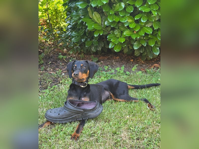 Eleni, Deutscher Pinscher, jung, aktiv, sucht aktive Menschen